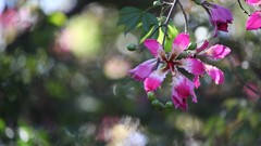 Flowers nature Trees Africa
