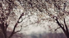 Flowers nature Trees branches flora