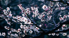 Flowers nature Trees branches Japan white flowers bokeh blossoms