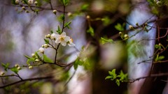 Flowers nature Trees branches white flowers blossoms depth of 