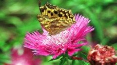 Flowers nature Trees Butterflies forests yun