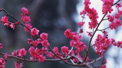 Flowers nature Trees cherry blossoms
