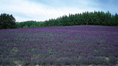 Flowers nature Trees clouds land fields skyscapes