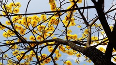 Flowers nature Trees clouds Plants sunlight skies yellow flowers