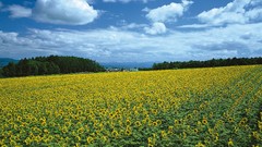 Flowers nature Trees clouds Sunflowers land skyscapes