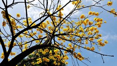 Flowers nature Trees clouds sunlight skies yellow flowers 