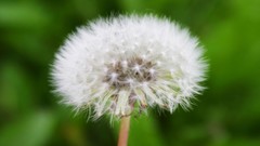 Flowers nature Trees dandelions forests