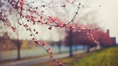 Flowers nature Trees depth of field