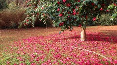 Flowers nature Trees Earth red flowers