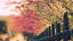 Flowers nature Trees fences bokeh depth of field flowered trees