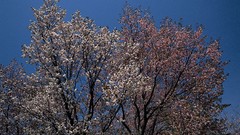 Flowers nature Trees flora