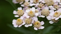 Flowers nature Trees forests