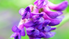 Flowers nature Trees forests