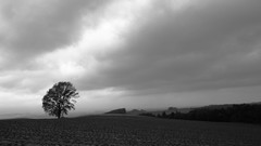 Flowers nature Trees forests