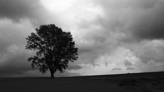 Flowers nature Trees forests