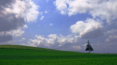 Flowers nature Trees forests