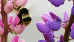 Flowers nature Trees forests