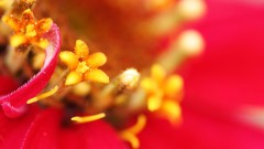 Flowers nature Trees forests