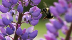 Flowers nature Trees forests