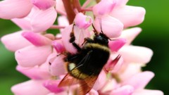 Flowers nature Trees forests