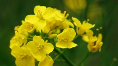 Flowers nature Trees forests