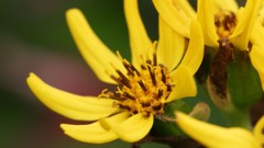 Flowers nature Trees forests