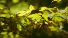 Flowers nature Trees forests