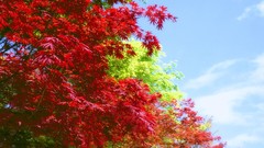 Flowers nature Trees forests