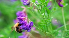 Flowers nature Trees forests