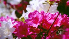 Flowers nature Trees forests