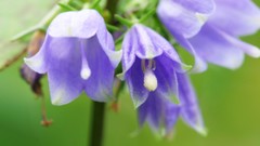 Flowers nature Trees forests