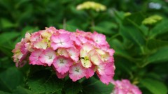 Flowers nature Trees forests