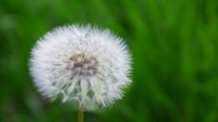 Flowers nature Trees forests