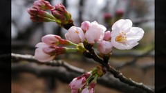 Flowers nature Trees forests