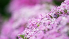 Flowers nature Trees forests