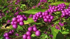 Flowers nature Trees forests