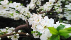 Flowers nature Trees forests