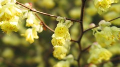 Flowers nature Trees forests