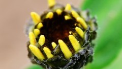 Flowers nature Trees forests