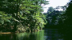 Flowers nature Trees forests