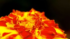 Flowers nature Trees forests