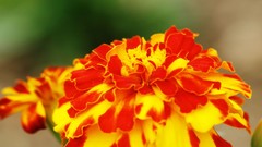 Flowers nature Trees forests