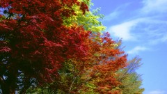 Flowers nature Trees forests