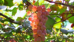 Flowers nature Trees forests