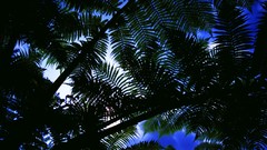 Flowers nature Trees forests