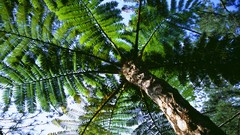 Flowers nature Trees forests