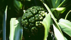 Flowers nature Trees forests