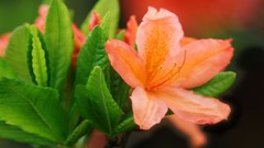 Flowers nature Trees forests