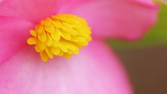 Flowers nature Trees forests