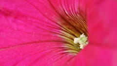 Flowers nature Trees forests